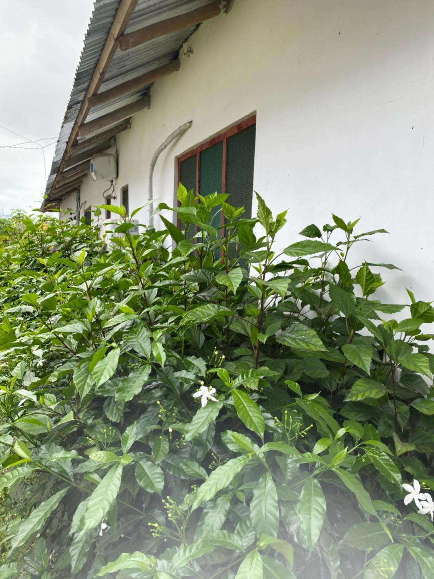 Falcon House Kendwa Bed and Breakfast Exterior foto